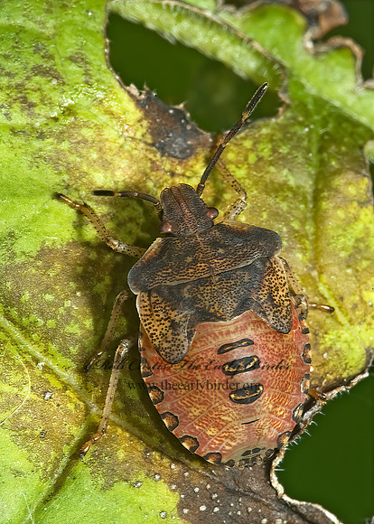 Euschistus  BROWN STINKBUG 5002016z