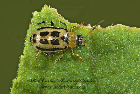Cerotoma trifurcata 5013698z