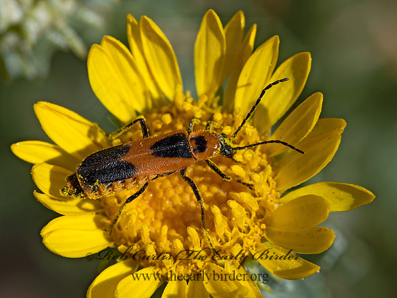 Chauliognathus basalis  COLORADO SOLDIER BEETLE 3025634z