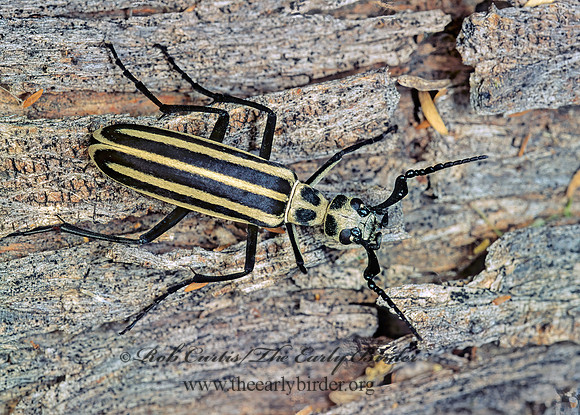 Epicauta atrivittata 72201z
