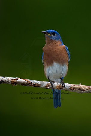 Sialia sialis  EASTERN BLUEBIRD 6003731z