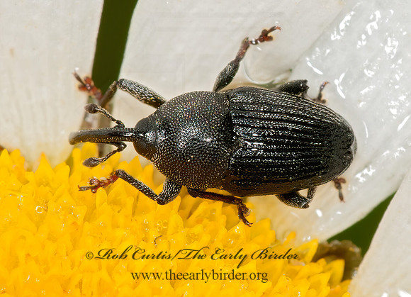 Odontocorynus  FLOWER WEEVIL 3015941z