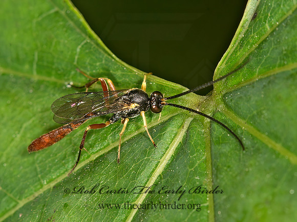 Dusona  CAMPOPLEGINAE ICHNEUMON WASP 9041278z