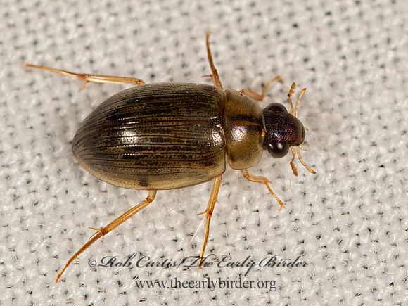 Berosus  WATER SCAVENGER BEETLE 3026044z