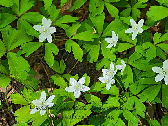 Anemonoides quinquefolia WOOD ANEMONE 2002181z