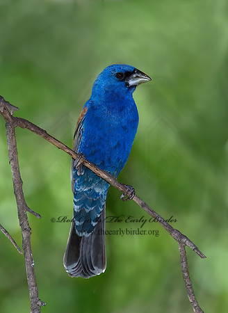 Guiraca caerulea  BLUE GROSBEAK 7006696z