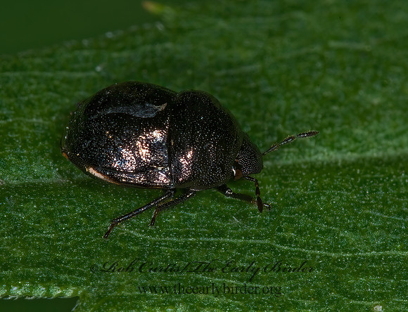 Corimelaena 6016035z