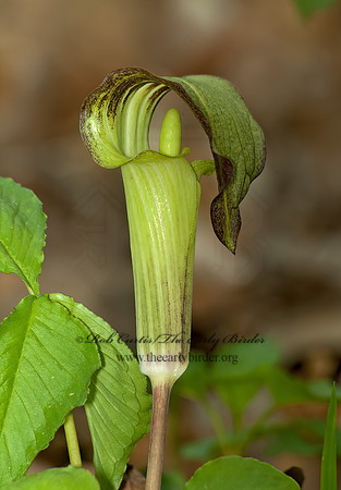 Arisaema triphyllum  JACK-IN-THE-PULPIT 4000611z