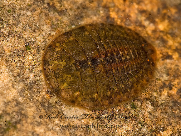 Psephenus herricki  WATER PENNY BEETLE 8016534z