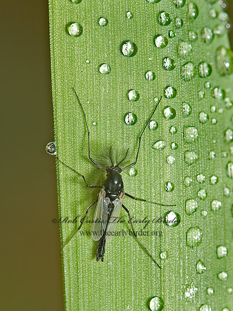 Orthocladiinae  NON-BITING MIDGE 5002503z