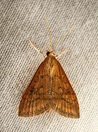 Udea rubigalis  CELERY LEAFTIER MOTH 9052760z