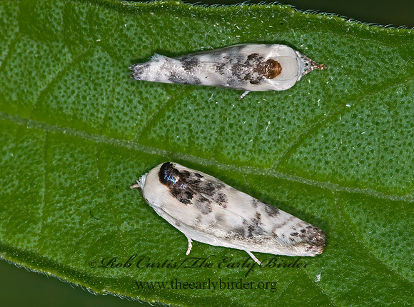 Antaeotricha schlaegeri SCHLAEGER'S FRUITWORM MOTH  6010505z