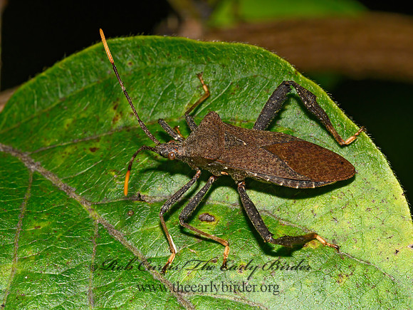 Acanthocephala terminalis  LEAF-FOOTED BUG 1305598z