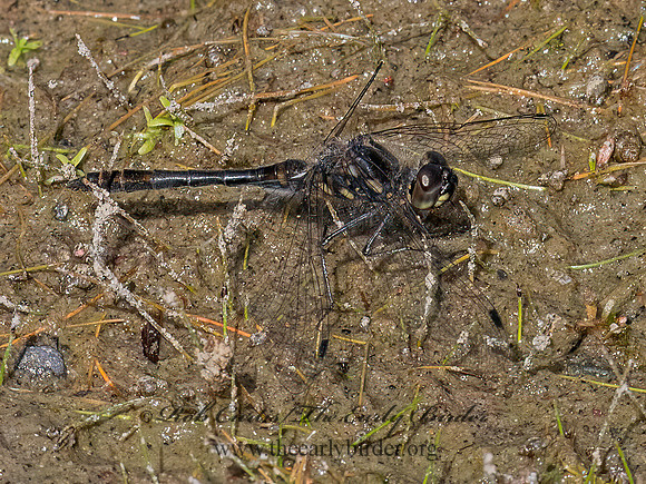 Sympetrum danae BLACK MEADOWHAWK 3024670z