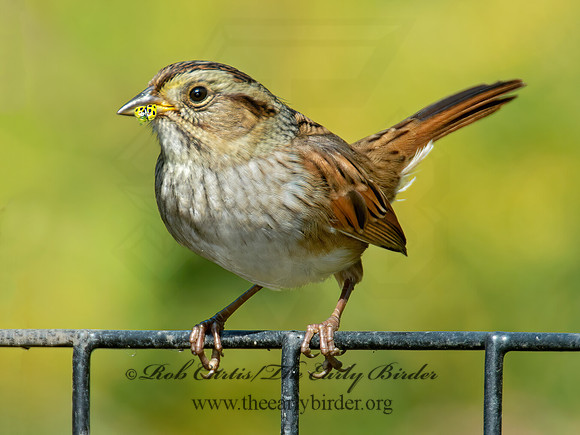 Melospiza georgiana  SWAMP SPARROW 9005307z