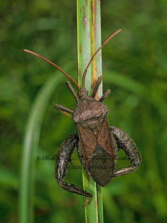 Acanthocephala femorata 247729z