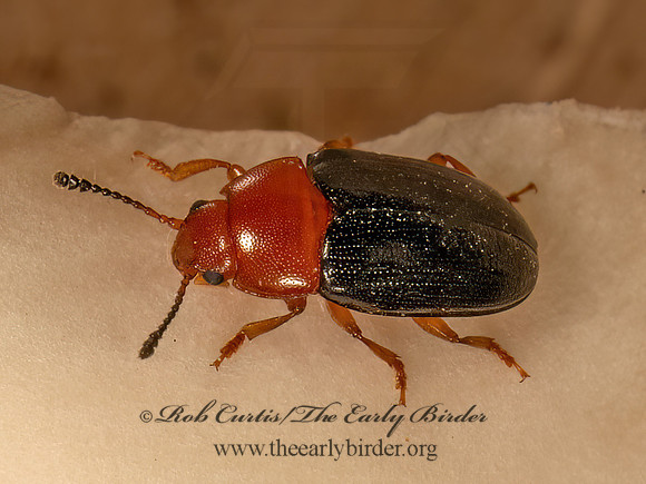 Triplax thoracica PLEASING FUNGUS BEETLE 9083642z
