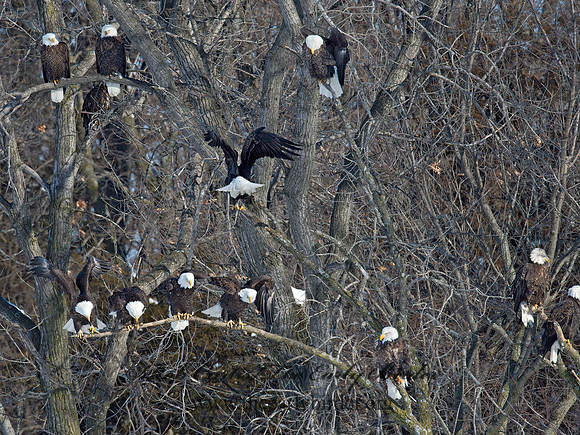 Haliaeetus leucocephalus  BALD EAGLE 9018945z