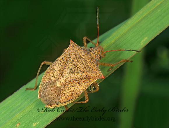 Euschistus servus or variolarius  STINKBUG 178112z
