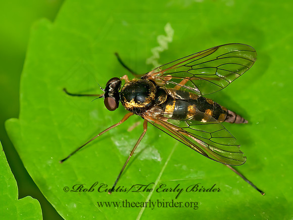 Chrysopilus ornatus  SNIPE FLY 3015477z