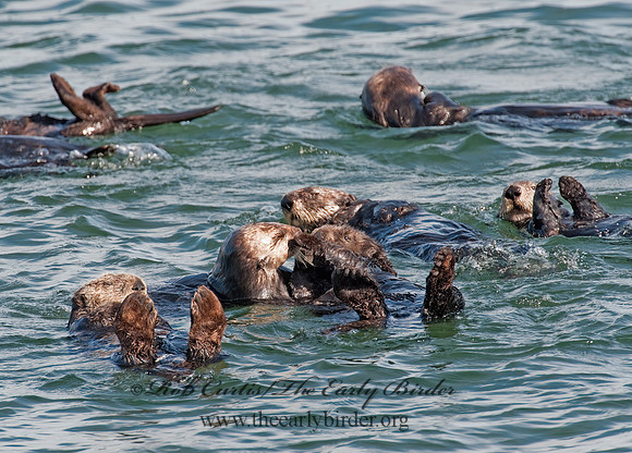 Enhydra lutris nereis  SOUTHERN SEA OTTER 8020371 z
