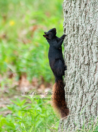 Sciurus carolinensis  EASTERN GRAY SQUIRREL 6005643z