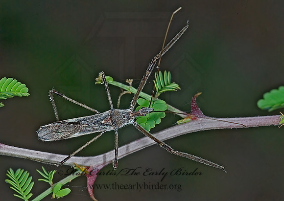 Zelus tetracanthus 7006045z