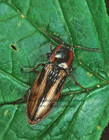 Selatosomus cruciatus 149936z