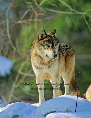 Canis lupus  GRAY WOLF 100218 z