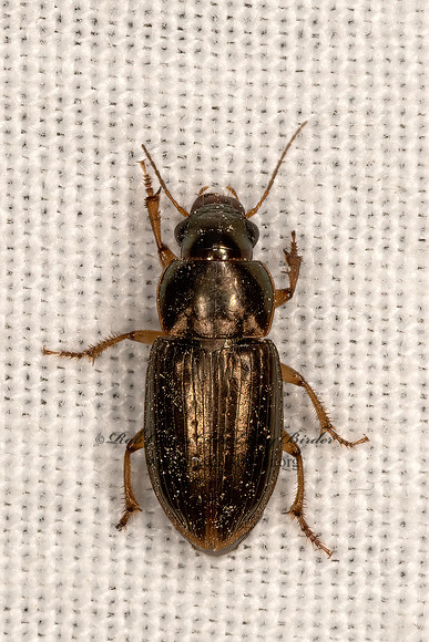 Selenophorus palliatus  HARPALINAE GROUND BEETLE 3032016z
