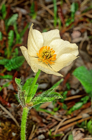 Anemone narcissiflora   NARCISSUS ANEMONE 240516z