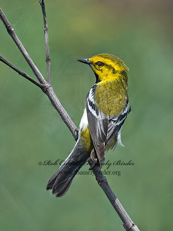 Setophaga virens  BLACK-THROATED GREEN WARBLER 6039680z