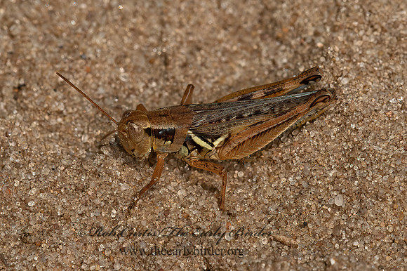 Melanoplus angustipennis or fluviatilis 9047259z