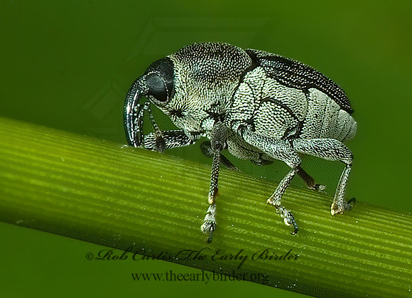 Odontocorynus umbellae or salebrosus 4003389z
