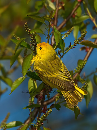 Setophaga petechia  YELLOW WARBLER 8003332z