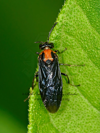 Argidae t1  ARGID SAWFLY 1303792z