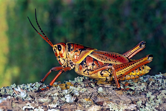 Romalea microptera SOUTHERN LUBBER GRASSHOPPER 260323z