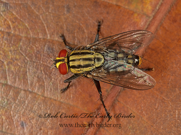 Sarcophagidae  FLESH FLY 194426z