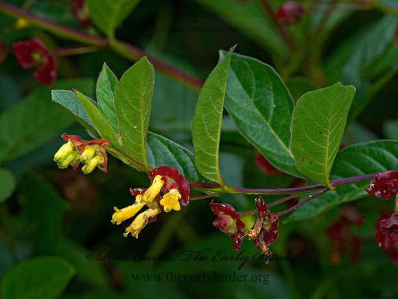 Lonicera involucrata  TWINBERRY 9059413z