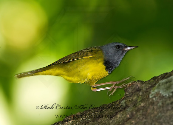 Geothlypis philadelphia  MOURNING WARBLER 8013993z
