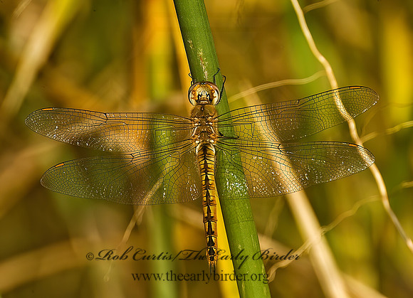 Pantala flavescens WANDERING GLIDER 5016850 Mz
