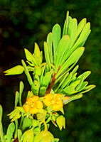 Suriana maritima  BAY CEDAR 249020z