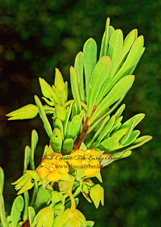 Suriana maritima  BAY CEDAR 249020z