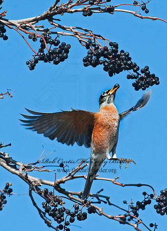 Turdus migratorius  AMERICAN ROBIN 8024582z