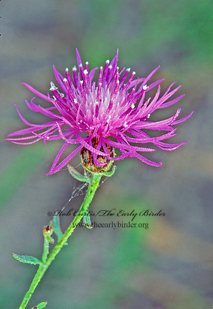 Centaurea jacea  BROWN KNAPWEED 243921z