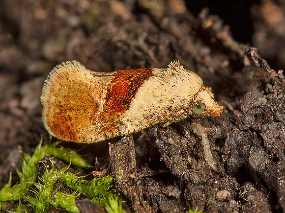Phalonidia lepidana  BROWN-PATCHED PHALONIDIA 9066509z