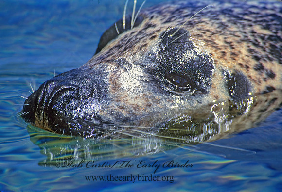 Phoca vitulina  HARBOR SEAL 281524z