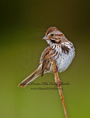 Melospiza melodia  SONG SPARROW 1283103z