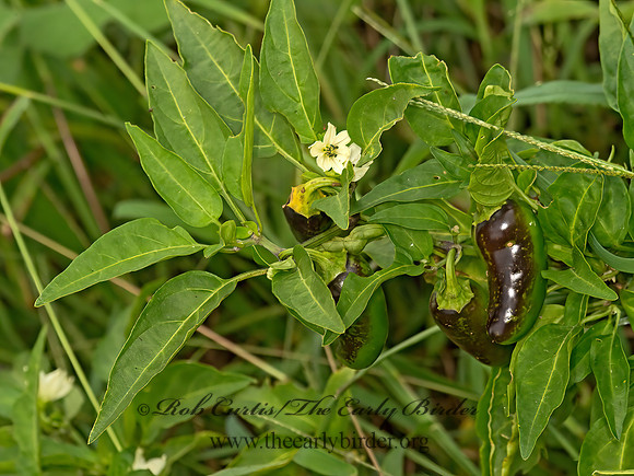 Capsicum annuum  JALAPENO PEPPER 9050813z