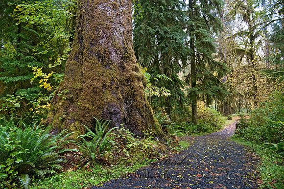 GIANT TREE      8019446z